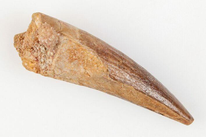 1.45" Spinosaurus Tooth - Real Dinosaur Tooth